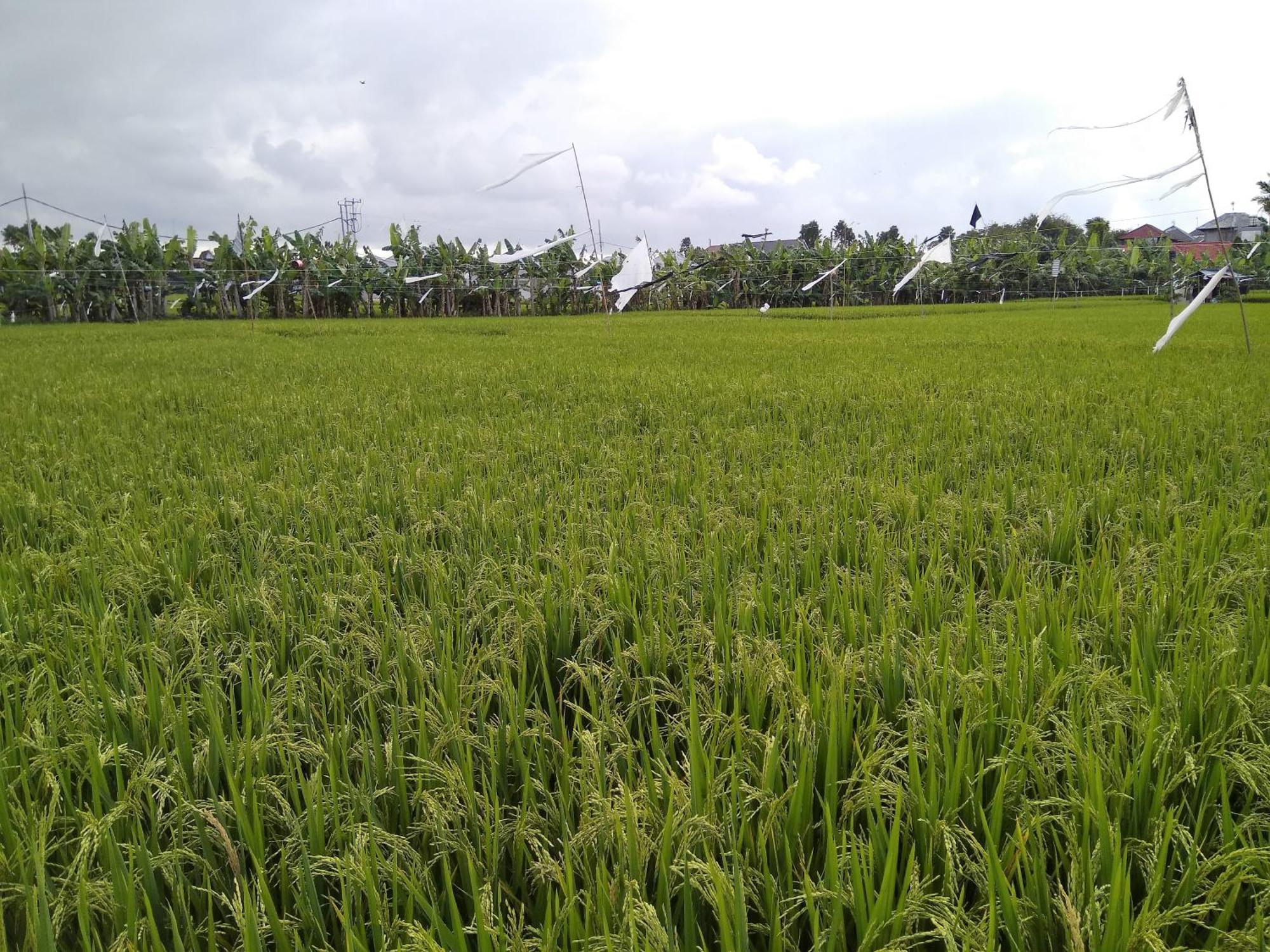 Wisma tamu Umah Watu